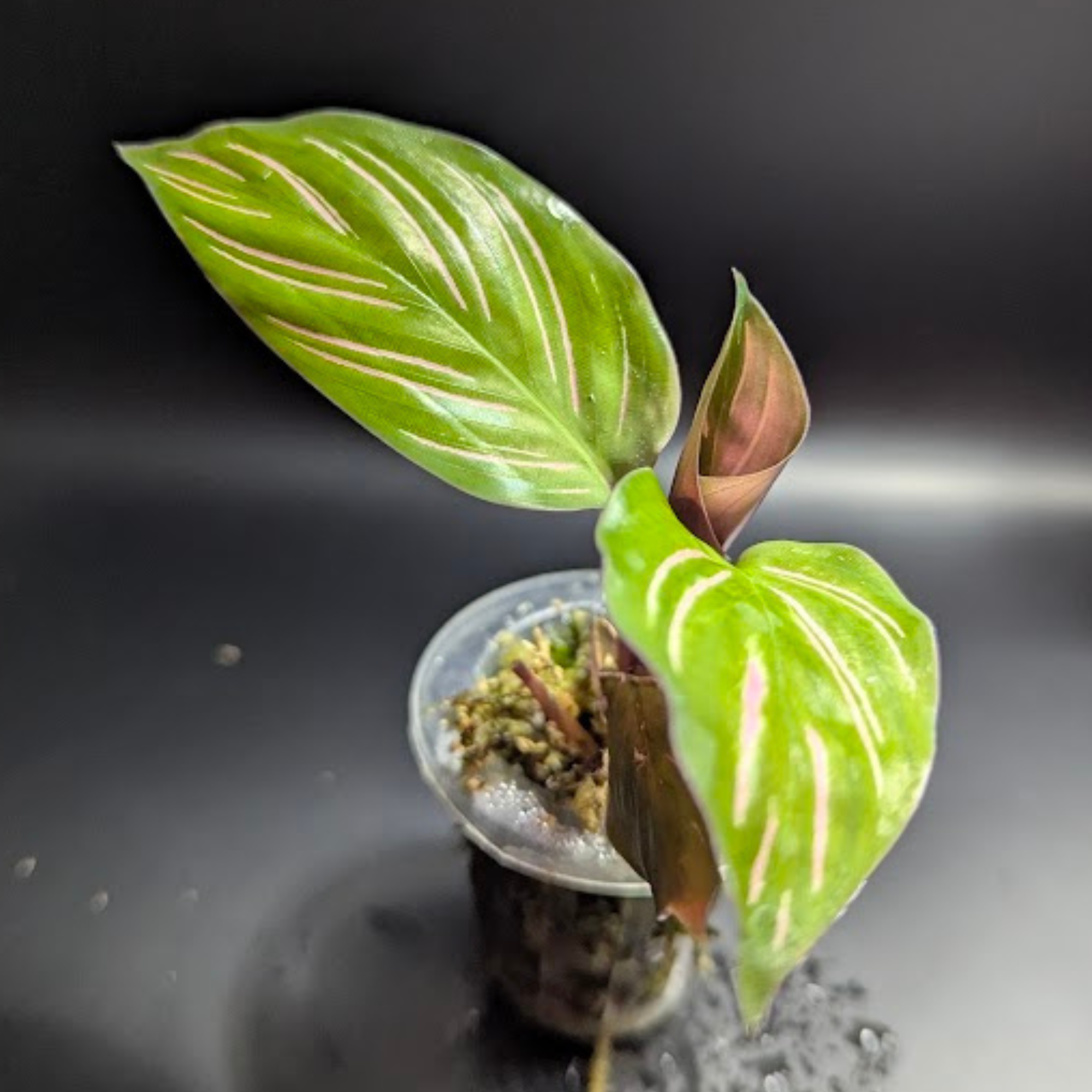 Baby Calathea ornata Beautiful star 3